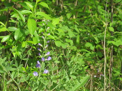 Baptisia australis aberrans