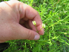 Valerianella umbilicata