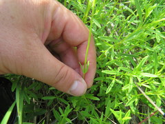 Valerianella umbilicata
