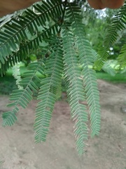 Prosopis alba