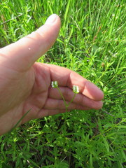 Valerianella umbilicata