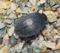 Zophosis punctata