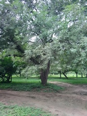 Prosopis alba