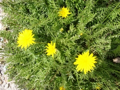 Hyoseris radiata