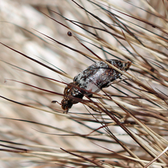 Dermestes marmoratus