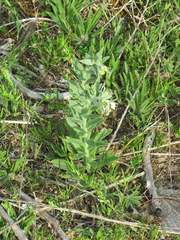Lithospermum molle