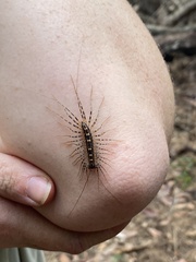 Allothereua maculata