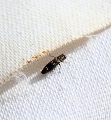 Agrilinae