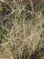 Pseudopentameris macrantha