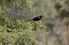 Agelaius phoeniceus californicus