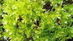 Plagiomnium cuspidatum