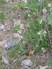 Penstemon tenuiflorus