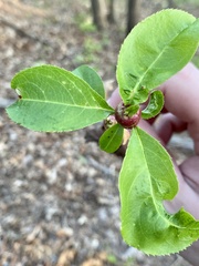 Contarinia cerasiserotinae