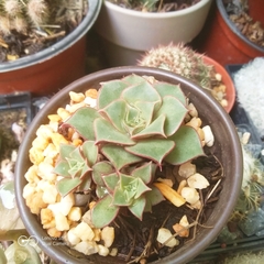 Echeveria longissima