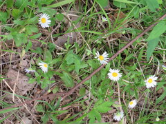 Astranthium integrifolium
