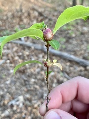 Contarinia cerasiserotinae