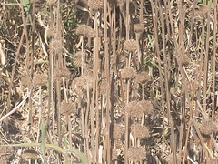 Leonotis ocymifolia