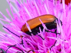 Nemognatha piazata