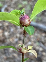 Contarinia cerasiserotinae