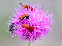 Nemognatha piazata