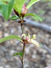 Contarinia cerasiserotinae