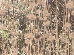 Leonotis ocymifolia