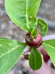 Contarinia cerasiserotinae