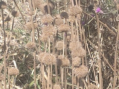 Leonotis ocymifolia