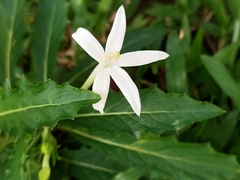 Hippobroma longiflora