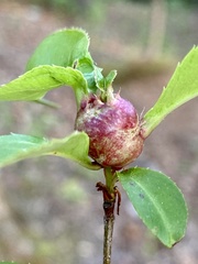 Contarinia cerasiserotinae