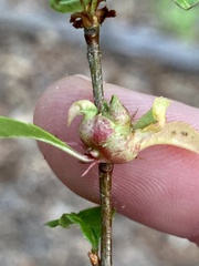 Contarinia cerasiserotinae