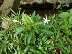 Hippobroma longiflora