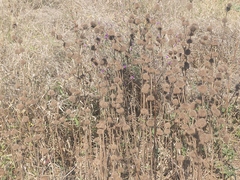 Leonotis ocymifolia