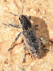 Temnorhinus mixtus