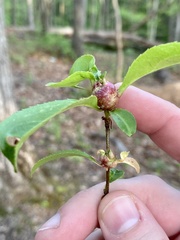 Contarinia cerasiserotinae