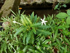 Hippobroma longiflora