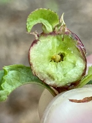 Contarinia cerasiserotinae