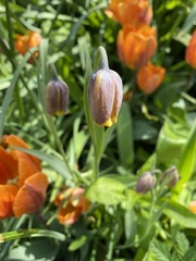Fritillaria uva-vulpis