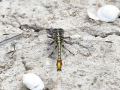 Phanogomphus militaris