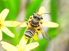 Megachile albitarsis