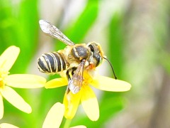 Megachile albitarsis
