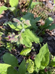 Pulmonaria saccharata