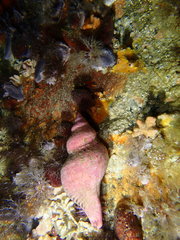 Lugubrilaria lugubris