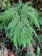 Selaginella rosea