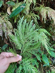 Selaginella rosea