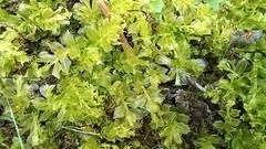 Plagiomnium cuspidatum