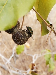 Pachycoris torridus