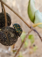 Pachycoris torridus