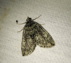 Hydriomena transfigurata