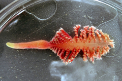 Pennatula phosphorea